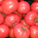 fitness meal recipes